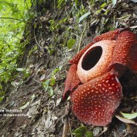 Honourbale mention_rafflesia